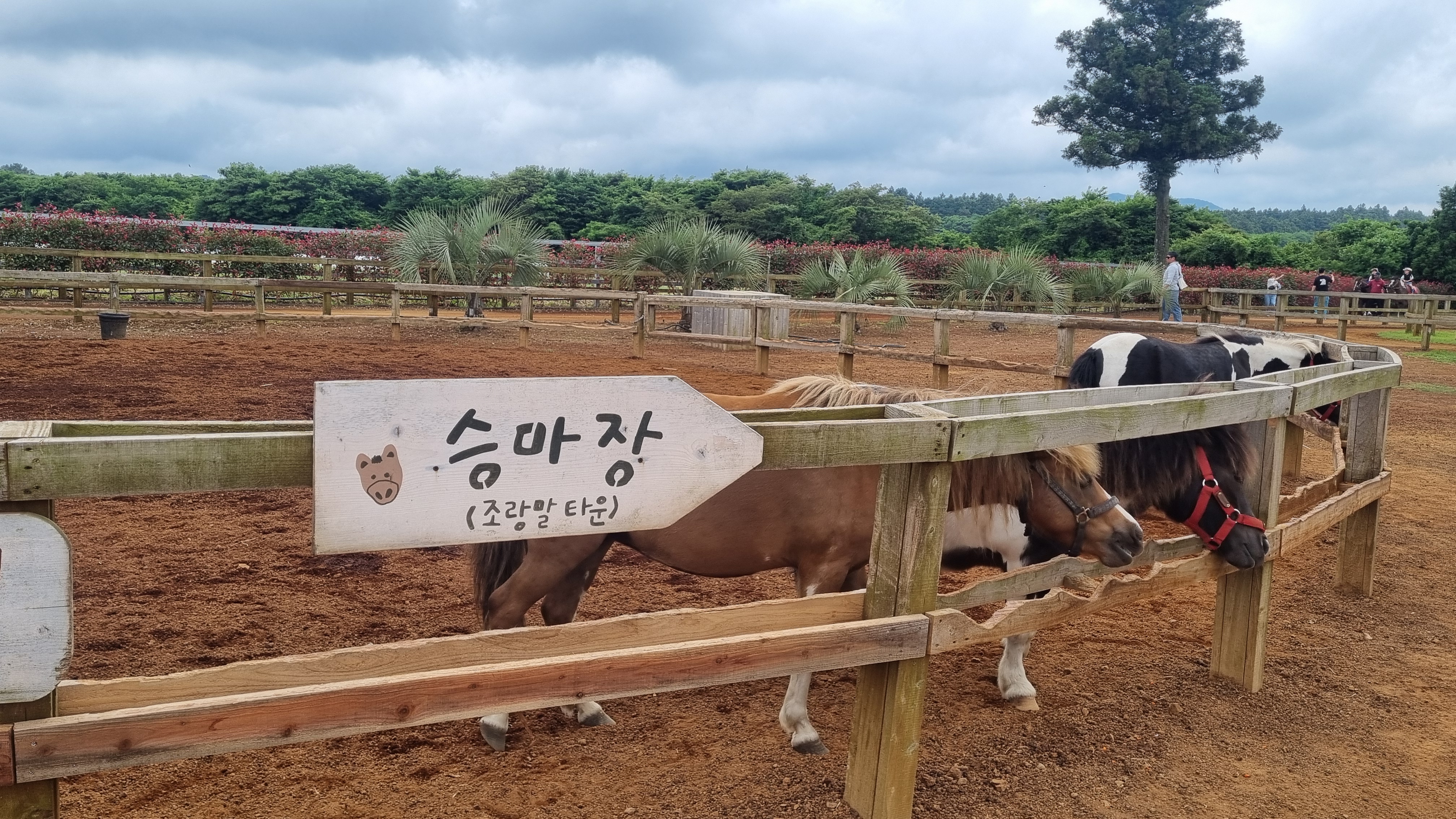 제주 목장카페 밭디