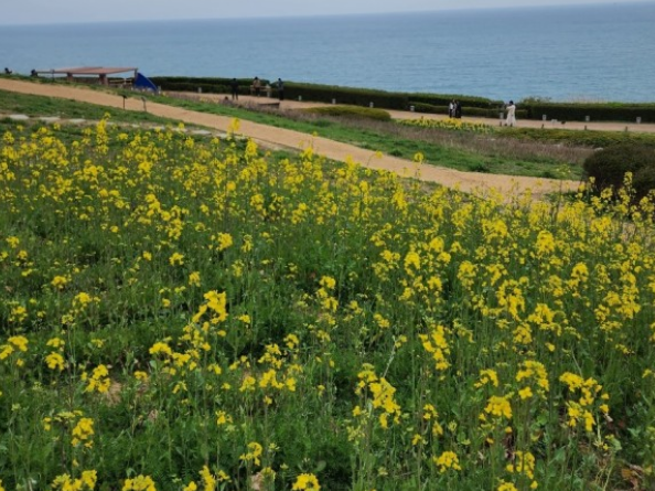 전국수선화명소