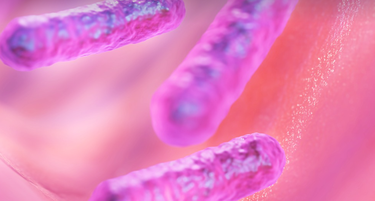 장내 미생물:건강의 숨은 조력자