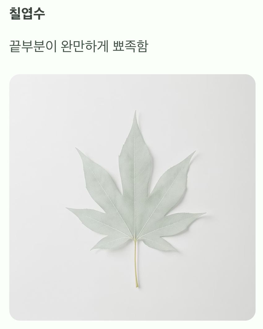 두 번째&amp;#44; 잎사귀 끝의 미세한 차이