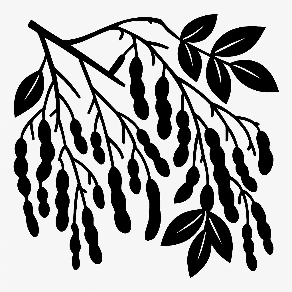 회화나무열매 추출물-건강기능식품