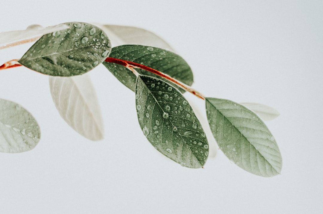 'Leaf'