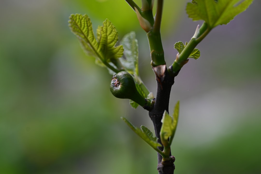 Fig