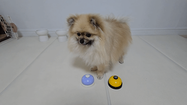 두 벨 중 노란색 벨을 누르는 강아지