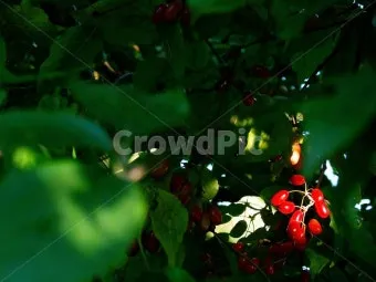 산수유 재배 개화기 관리 결실 유도 열매 건조_7