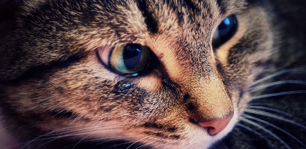 한쪽 눈에서 눈물이 나오고 있는 고양이의 클로즈업.