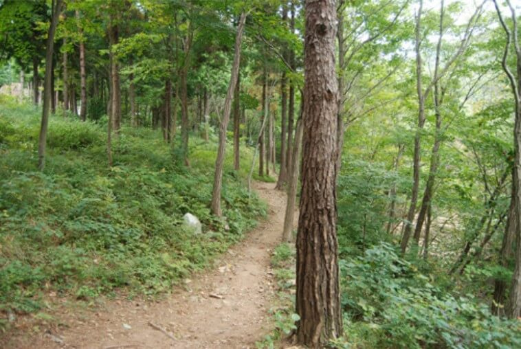 남해 편백자연휴양림 산책로