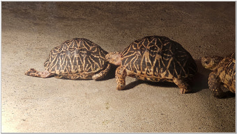 인도별거북의 매력과 특수한 사육 조건 탐구