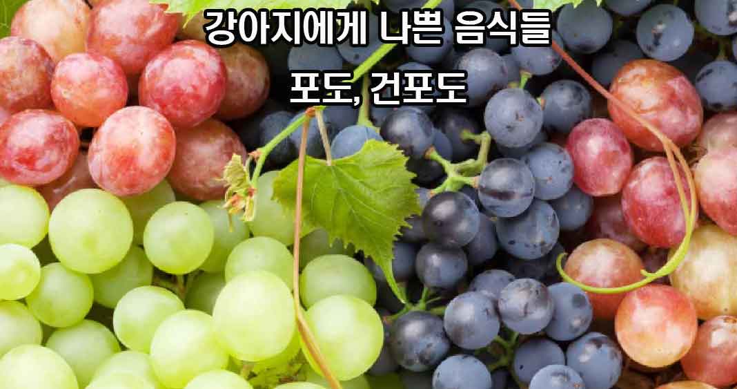 강아지에게 나쁜 음식들, 강아지에게 해로운 음식들