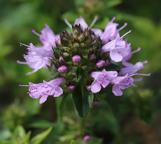 백리향 키우는 법 집에서 재배법 꿀팁_8
