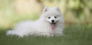 강아지사진
