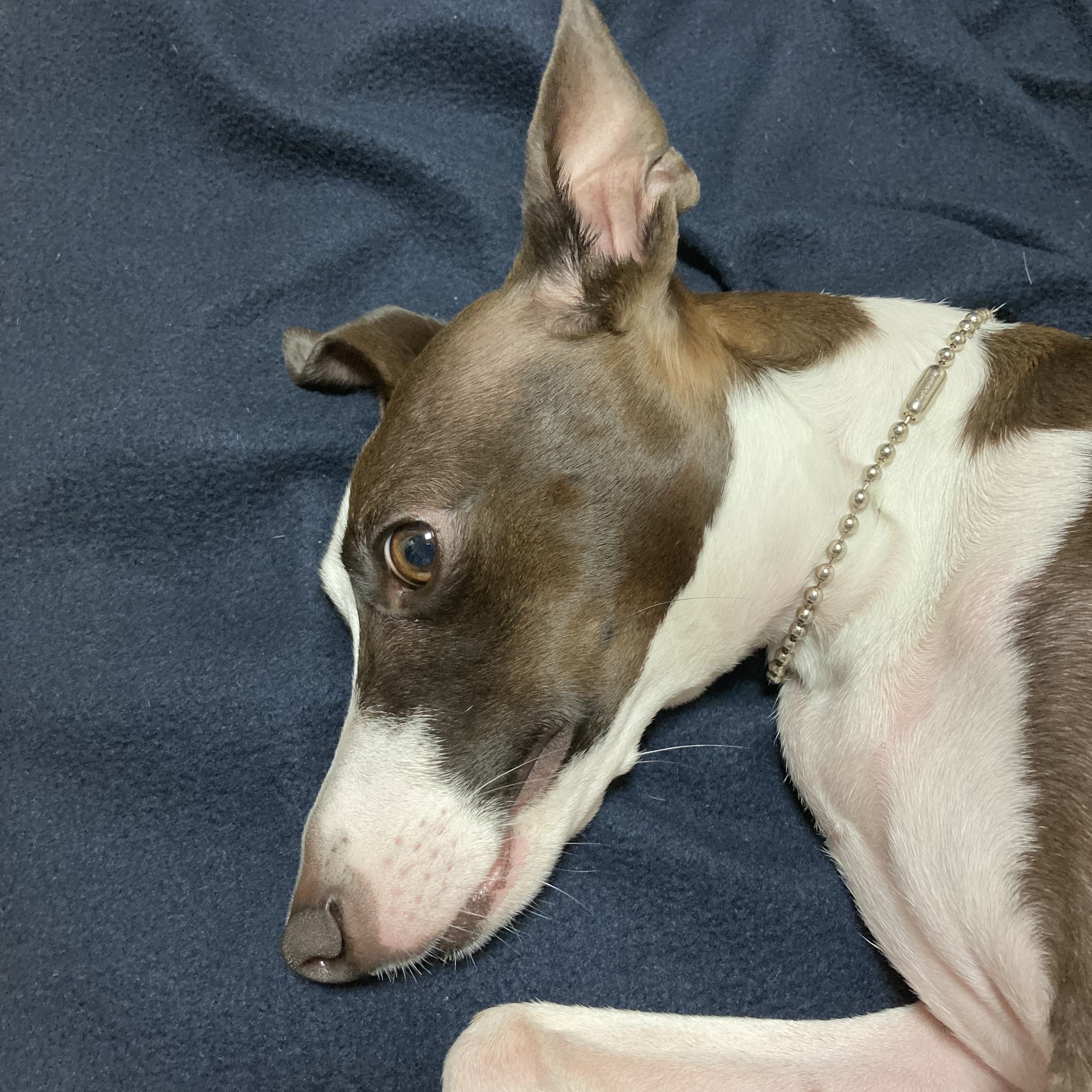 노령견의 피부 건강 관리: 나이가 들수록 중요한 케어 팁