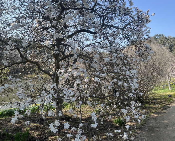 2025 천리포수목원 목련축제 일정 기간 요금 주변 코스
