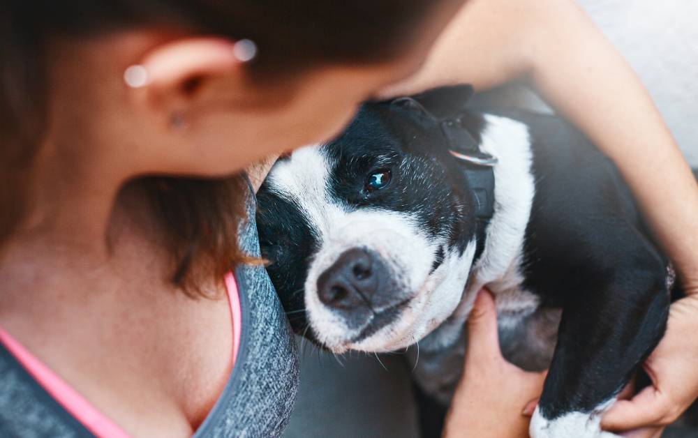 자궁축농증 관련사진