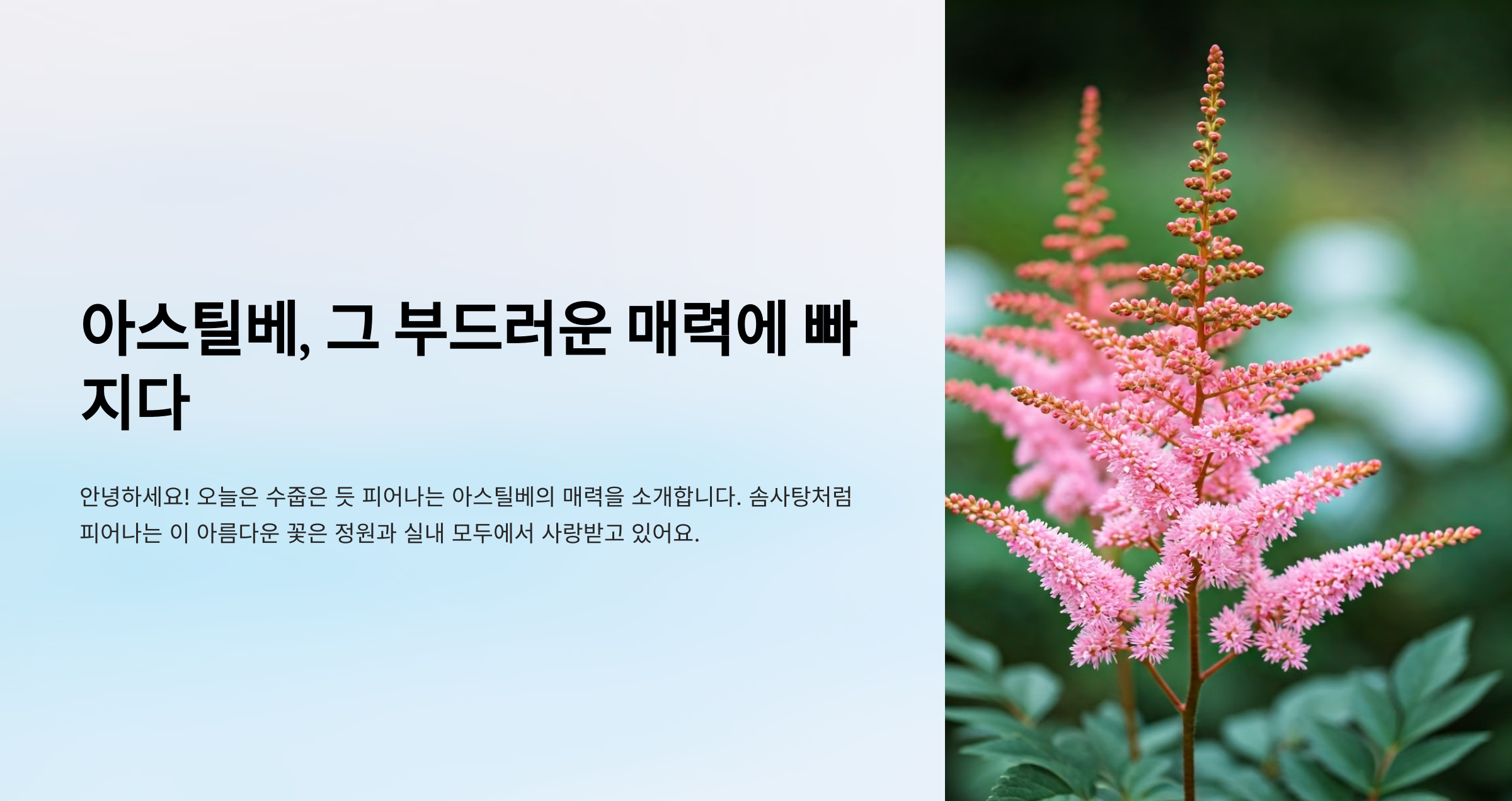 아스틸베