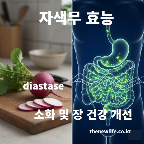 자색무 효능 중 소화 개선과 장 건강에 도움을 주는 디아스타제와 식이섬유 작용을 표현한 인공 이미지