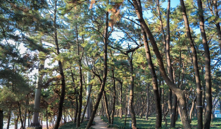 장항송림산림욕장 장항스카이워크