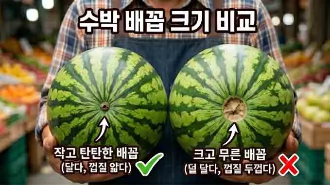 수박 배꼽 크기 비교: 지름 1cm 미만의 작고 탄탄한 배꼽(달고 껍질 얇음, 초록 체크)과 크고 무른 배꼽(덜 달고 껍질 두꺼움, 빨간 X)의 차이