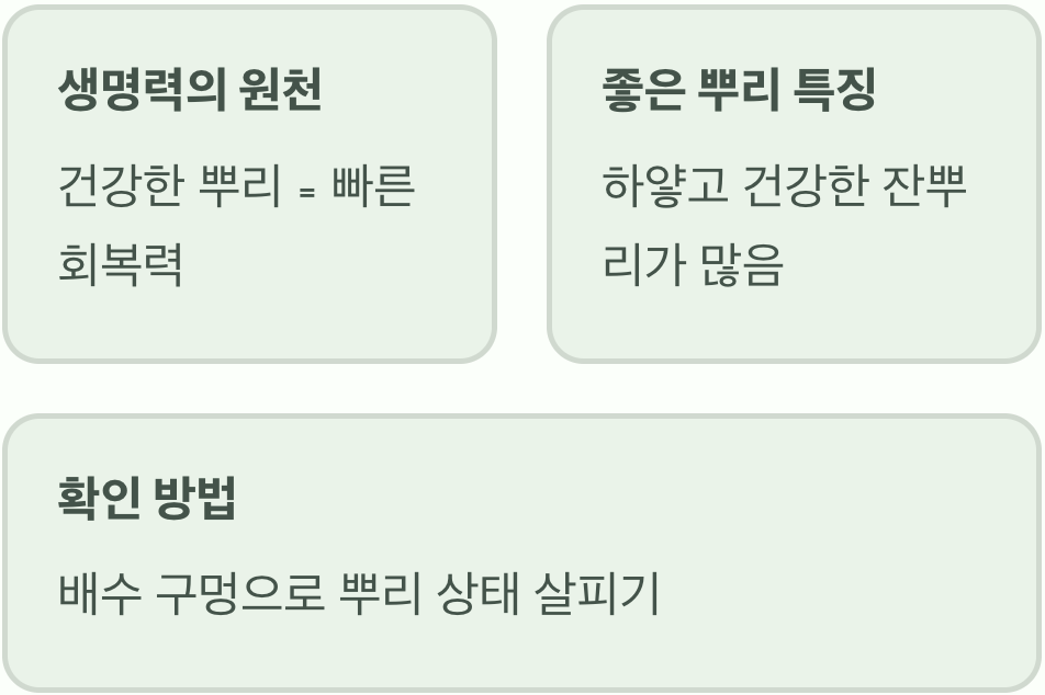 2. 생명력의 원천, 뿌리를 확인하세요