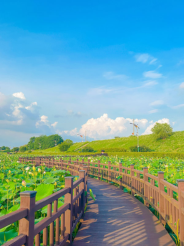 세종시 조치원에 위치한 조천연꽃공원