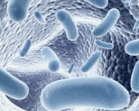 장내 미생물과 정신 건강의 관계