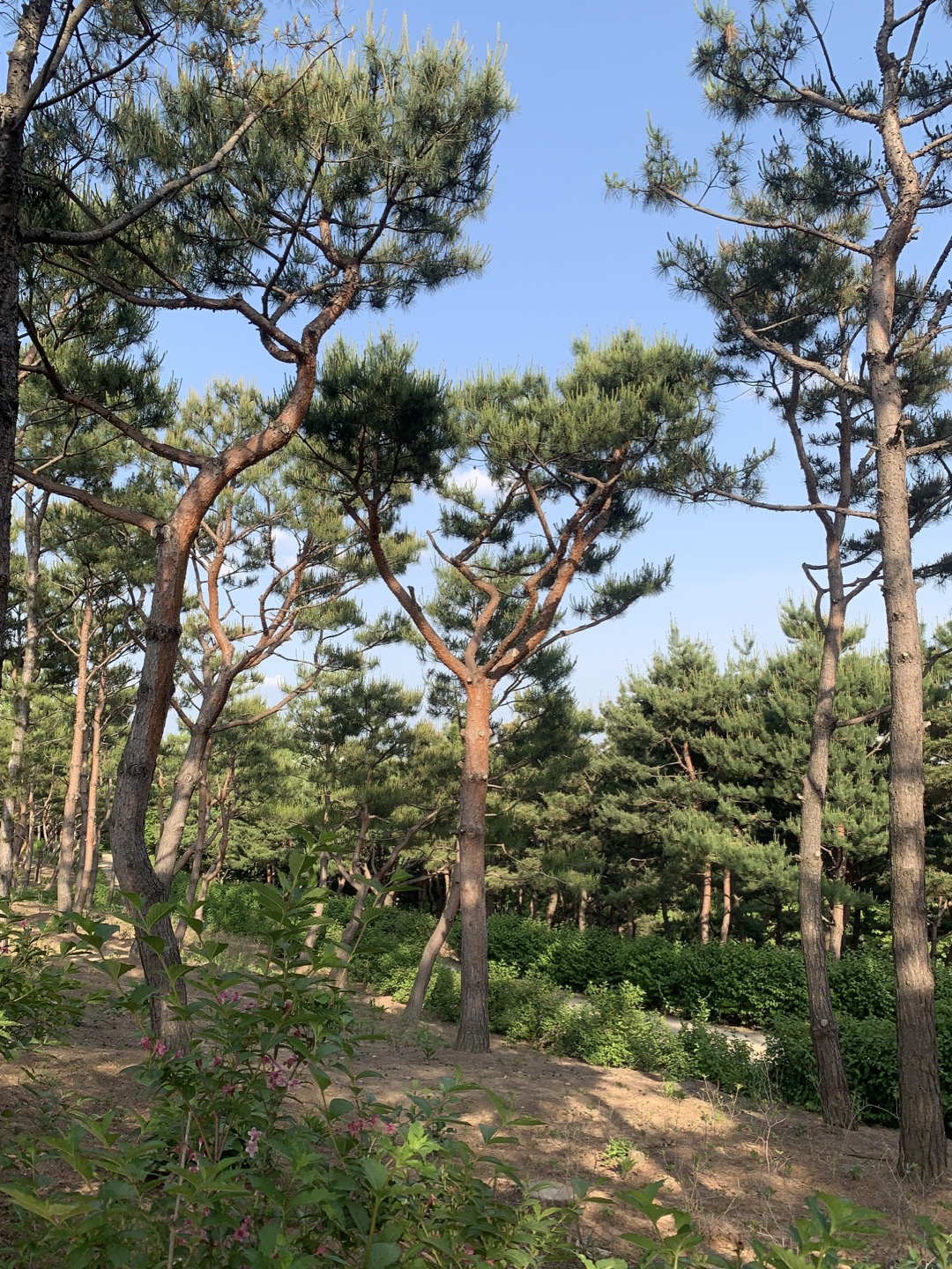 오산 물향기 수목원 수풀