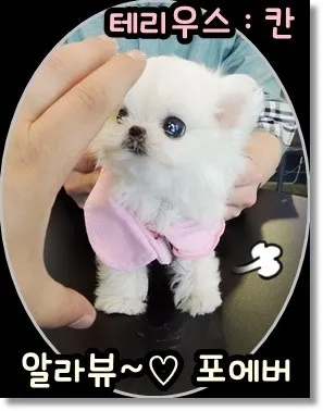 전 세계에서 가장 비싼 강아지 TOP20 몸값 높은 명품견 총정리 안내_1