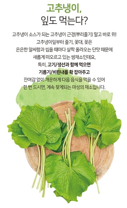 6시내고향-철원-고추냉이-정가농원-고추냉이잎