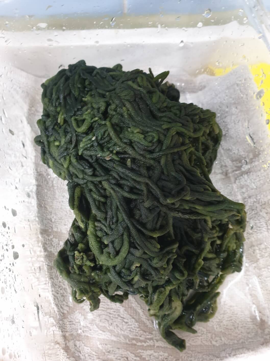 김치 재료 청각