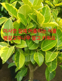 뱅갈고무나무