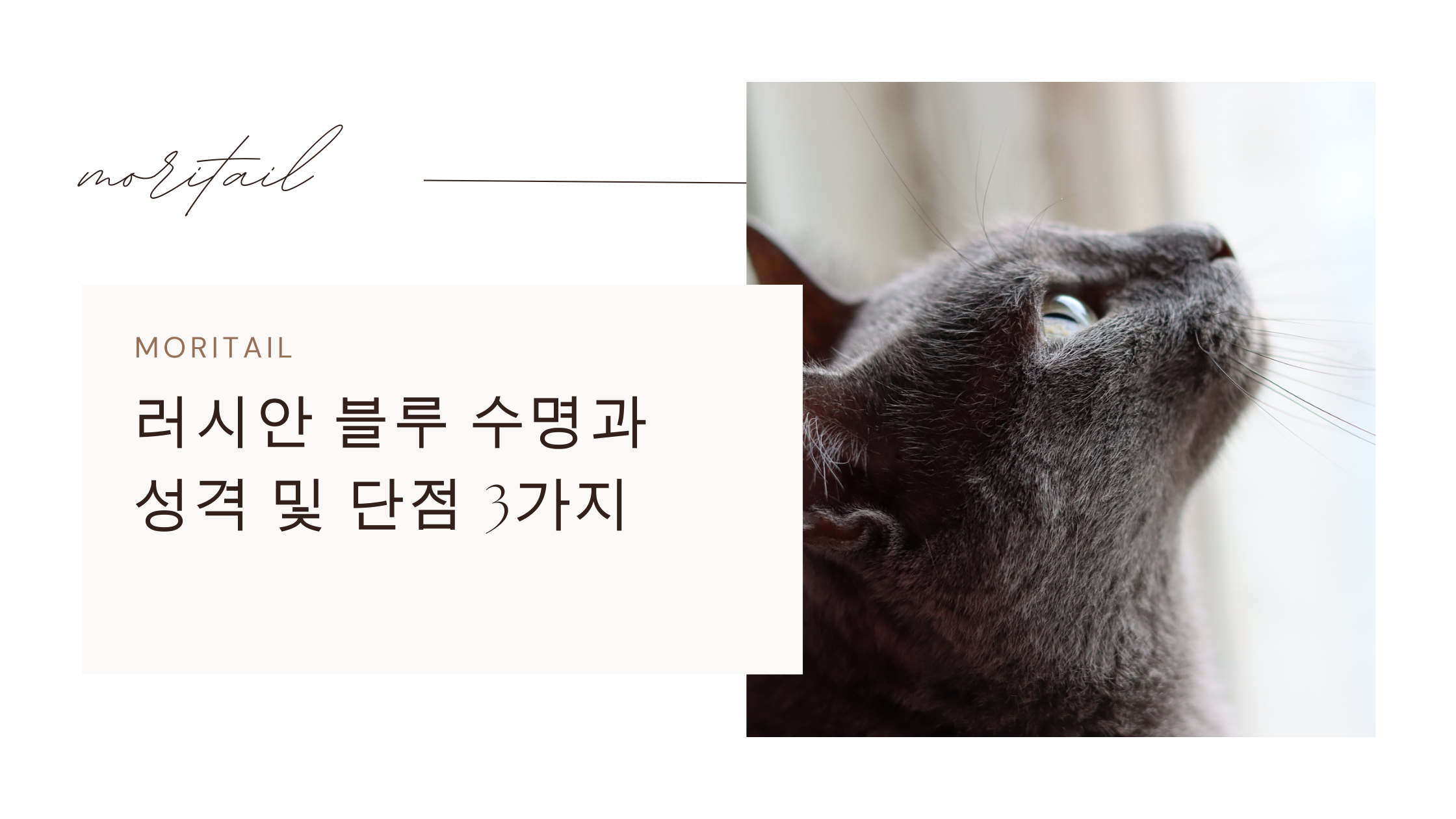 러시안 블루 수명