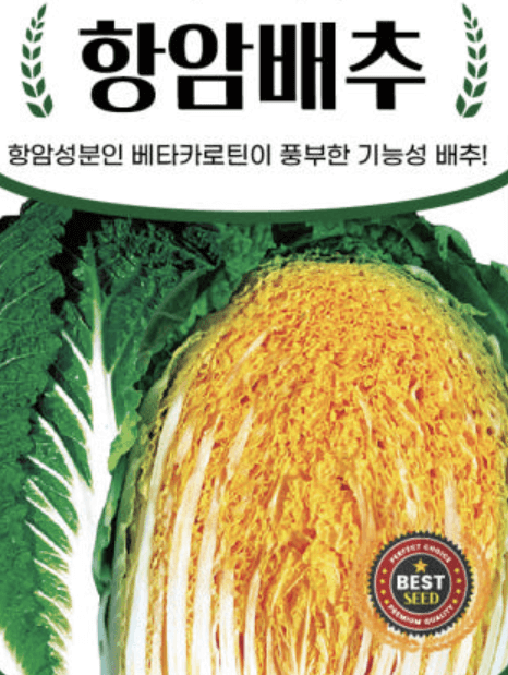 항암배추