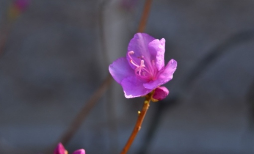 군포 철쭉축제 초대가수 및 일정 총정리