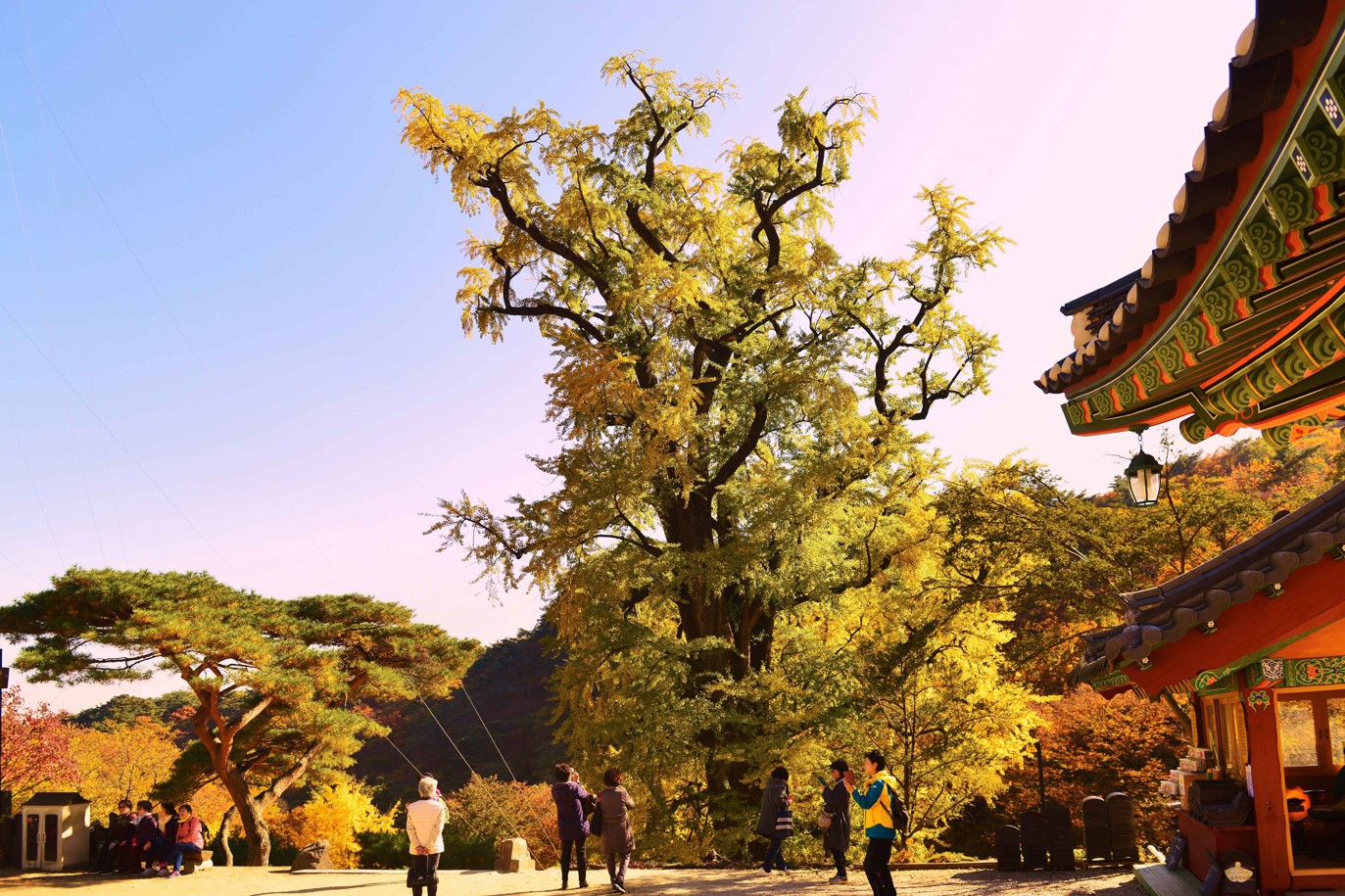 용문산-은행나무