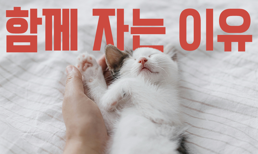 함께-자는-고양이