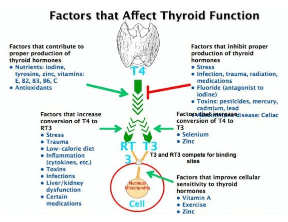 갑상선결과가 정상이어도 실제로 정상이 아닐 수 있는 이유 7가지