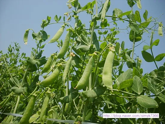 완두콩 재배 추위 견디기 지주 세우기 꼬투리 수확_7