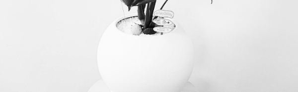 몬스테라 키우기: 몬스테라 번식