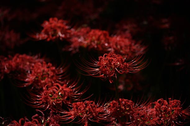 영광불갑산상사화축제