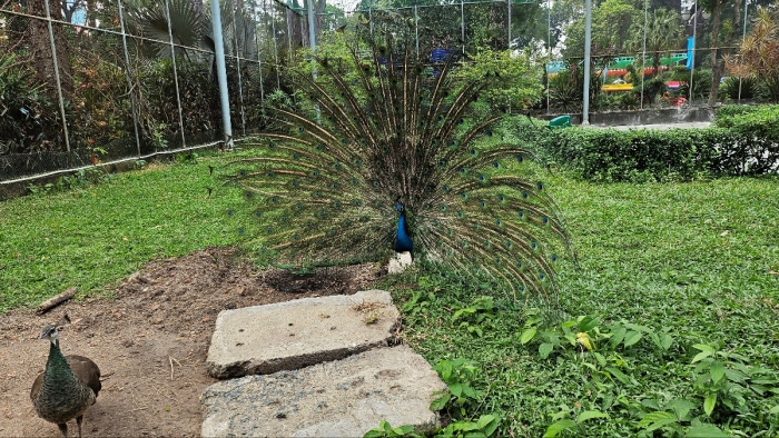 사이공동식물원