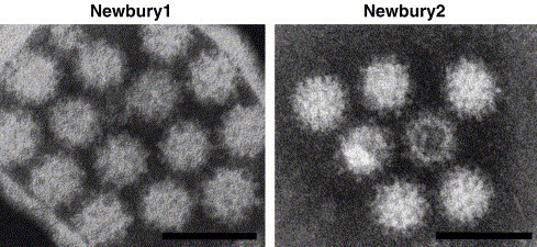 뉴부리바이러스