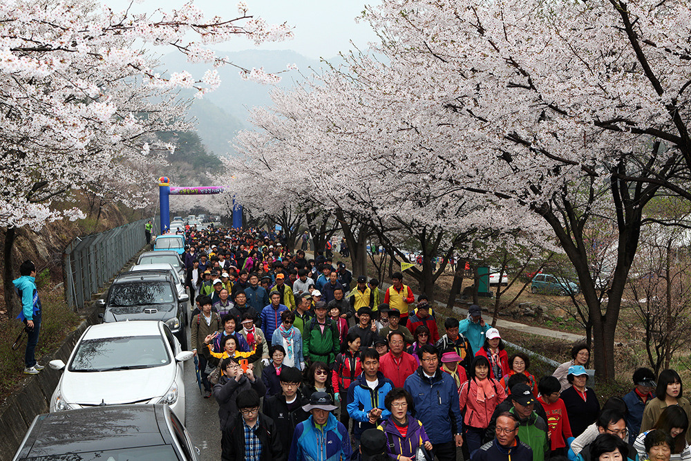 2025 금산 보곡산골 산벚꽃축제 일정 맛집 주차 꿀팁 정리