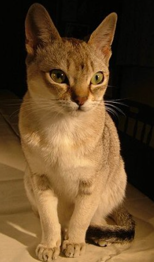 Singapura cat