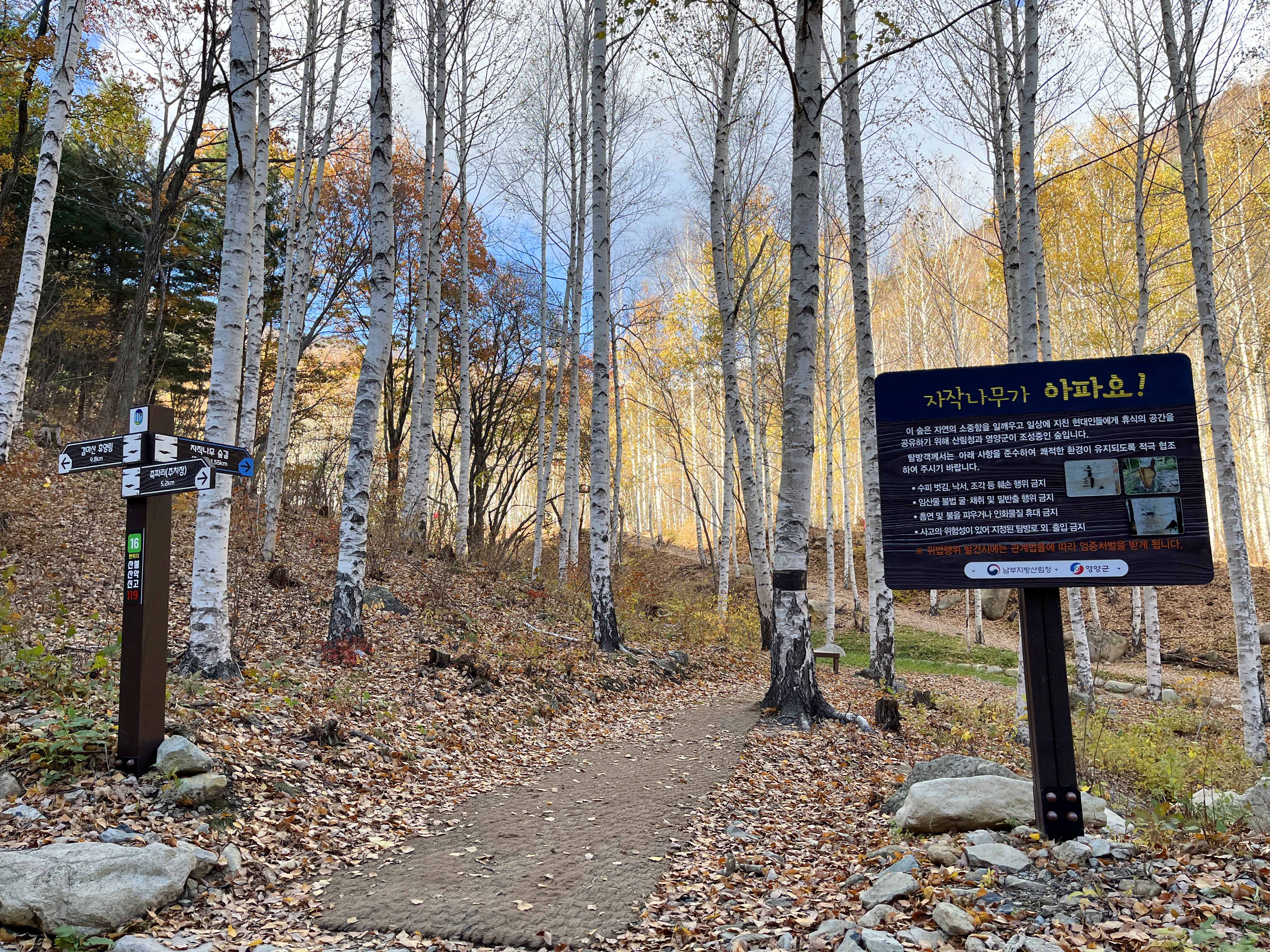 영양 자작나무숲