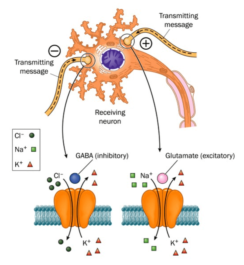 GABA 수용체 기전 설명1