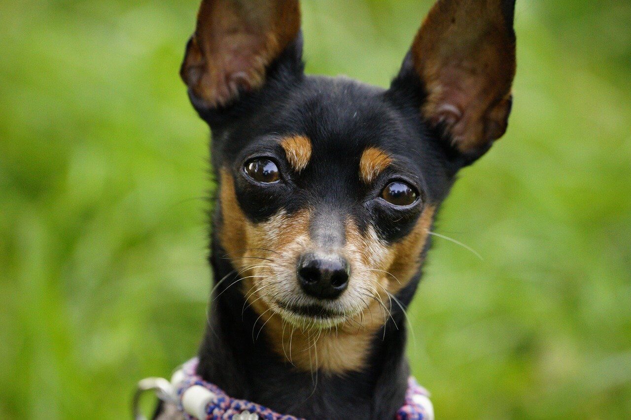 2025 대구 설 연휴 문 여는 동물병원 찾기