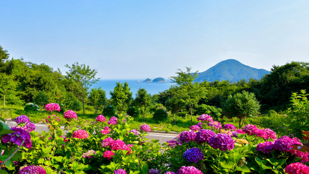 거제 수국 축제, 여름을 걷다 일정 총정리