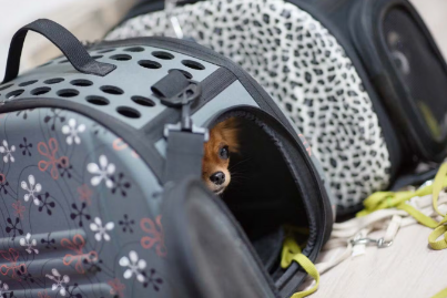 집에 들어간 강아지