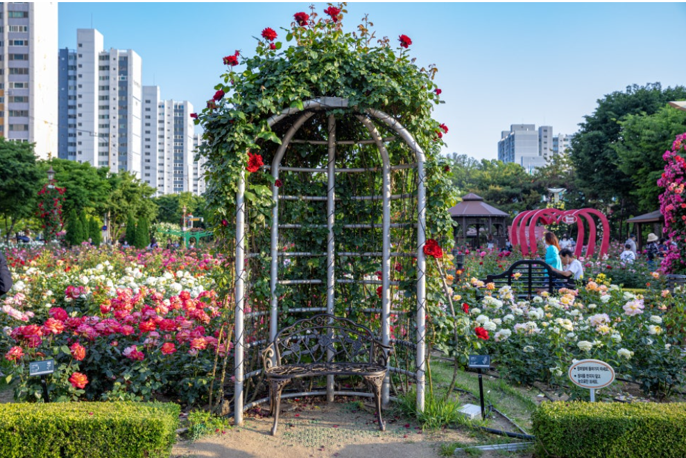 대구 이곡 장미공원 장미축제