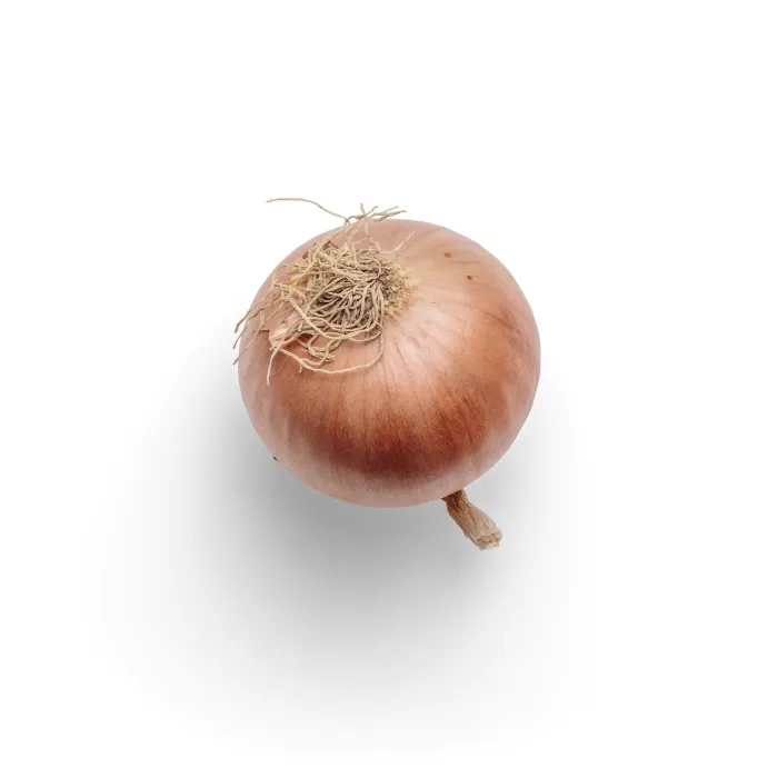 양파-사진
